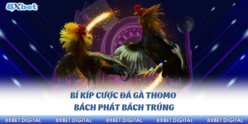 Đá gà Thomo 8xbet