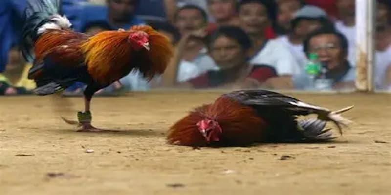 Đá gà cựa dao 8Xbet được hiểu như thế nào