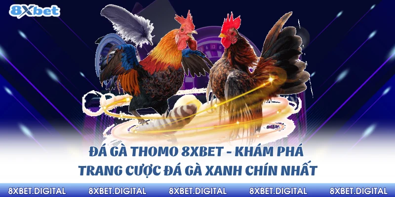 Đá gà Thomo 8xbet