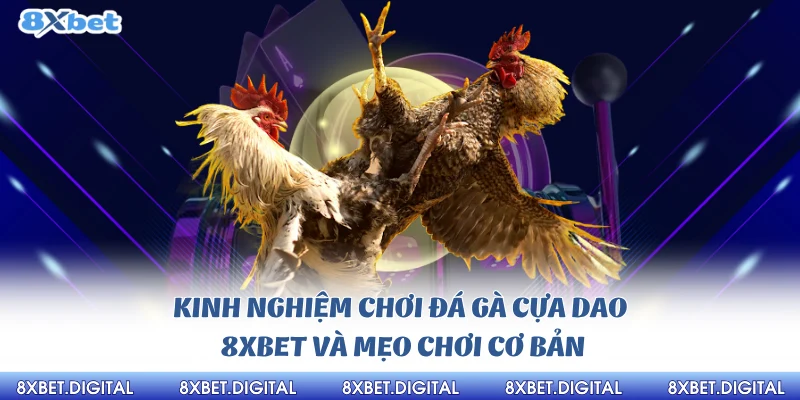 Kinh nghiệm chơi đá gà cựa dao 8Xbet và mẹo chơi cơ bản