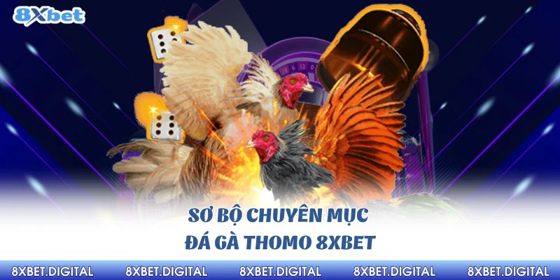 Đá gà Thomo 8xbet