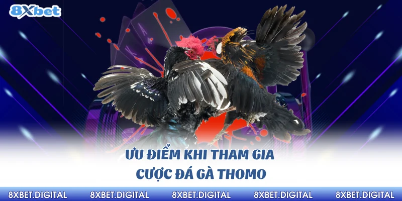 Đá gà Thomo 8xbet